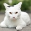 White alley cat portrait