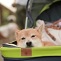 Dog stroller in Yoyogi park