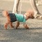 Brown toy poodle with the latest dog fashion