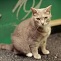 Shop cat Mi-chan in Shibuya