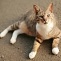 The blight of the Tokyo street cats