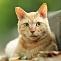Ginger cat in a small park in Hatsudai